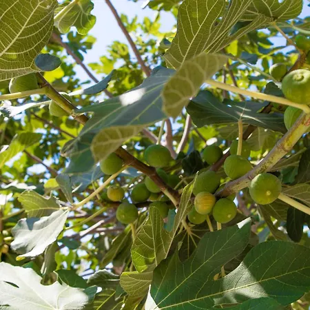 Kokkali * Vrachonisida Agios Isidoros